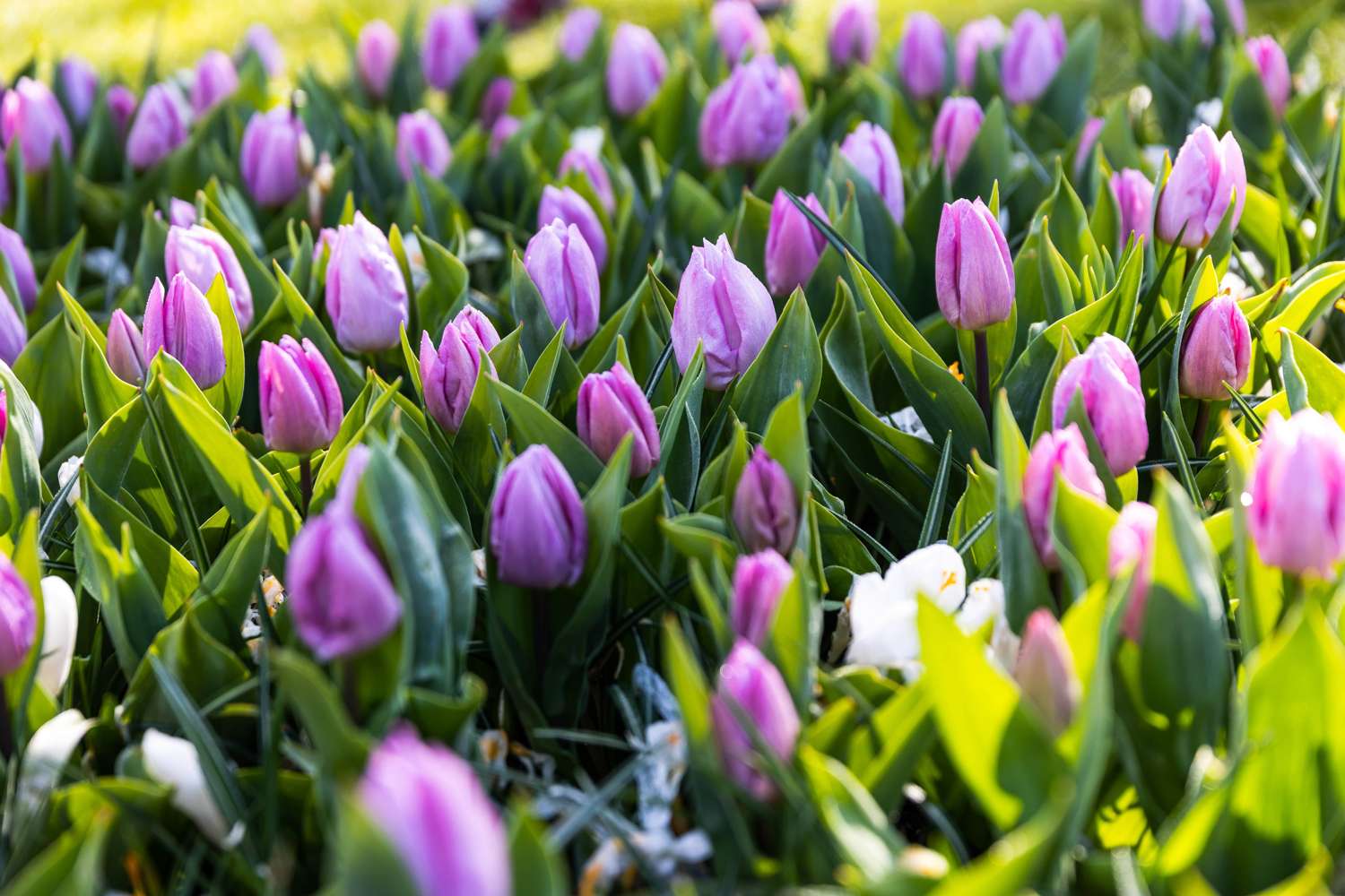 Tulpe 'Candy Prince' - Tulipaner